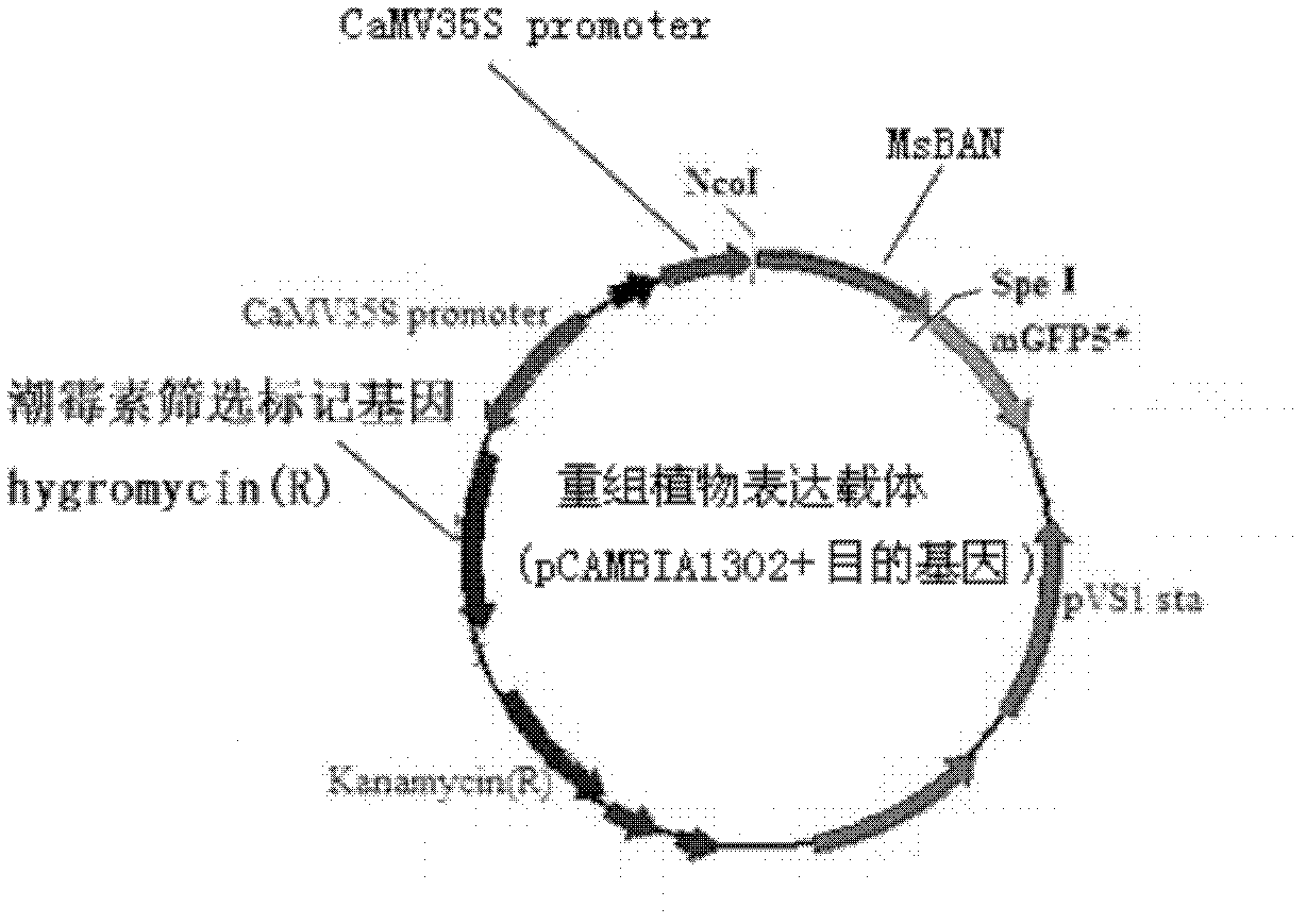 Medicago sativa L. anthocyanin reductase gene, protein coded by same and application