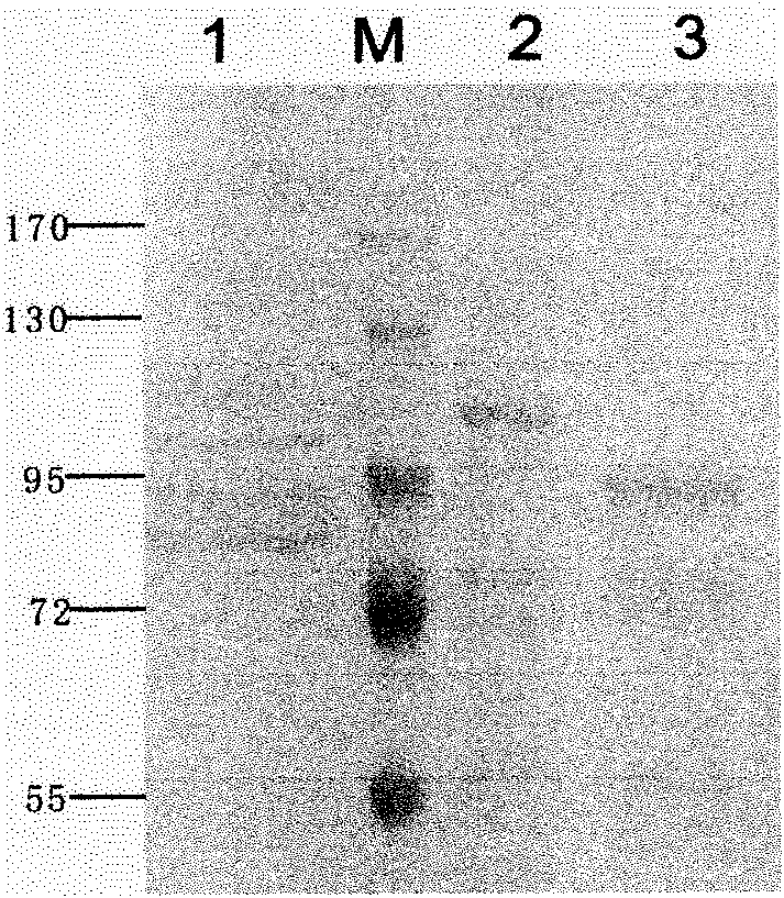 Method for efficiently expressing DNA polymerase by using pichia pastoris