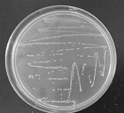 Pediococcus pentosaceus and application thereof