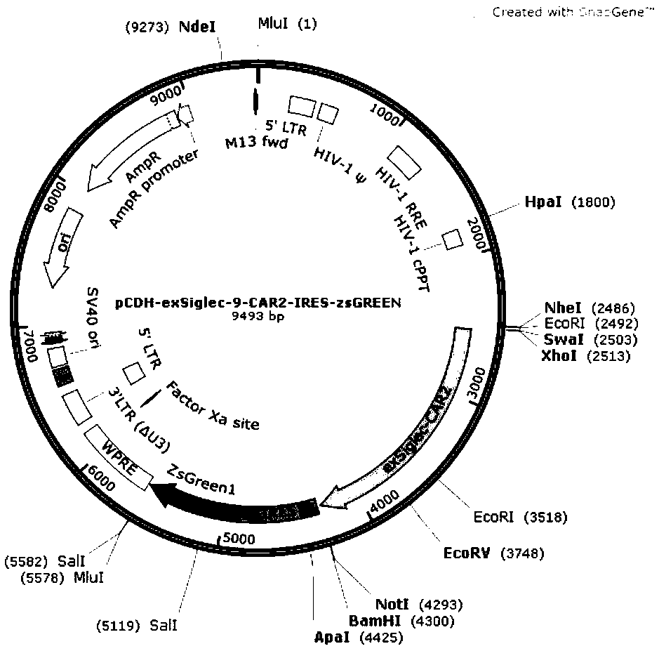 Siglec-9 targeted embedding antigen receptor T cell and purpose thereof