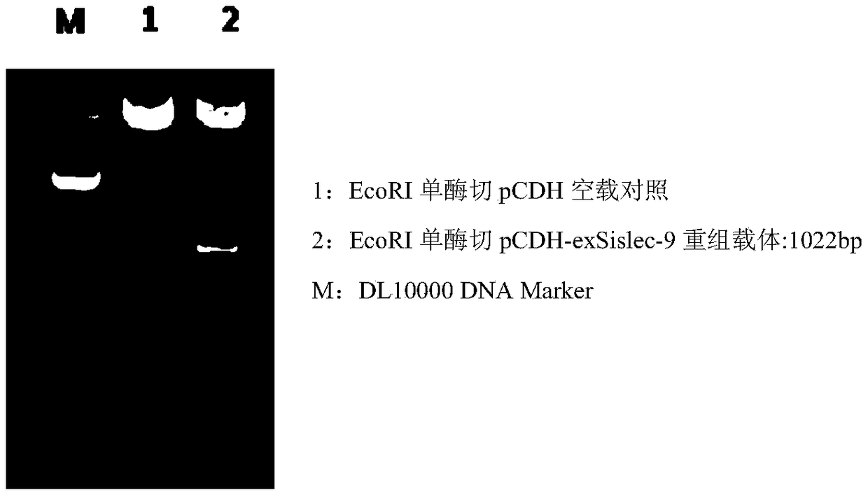 Siglec-9 targeted embedding antigen receptor T cell and purpose thereof