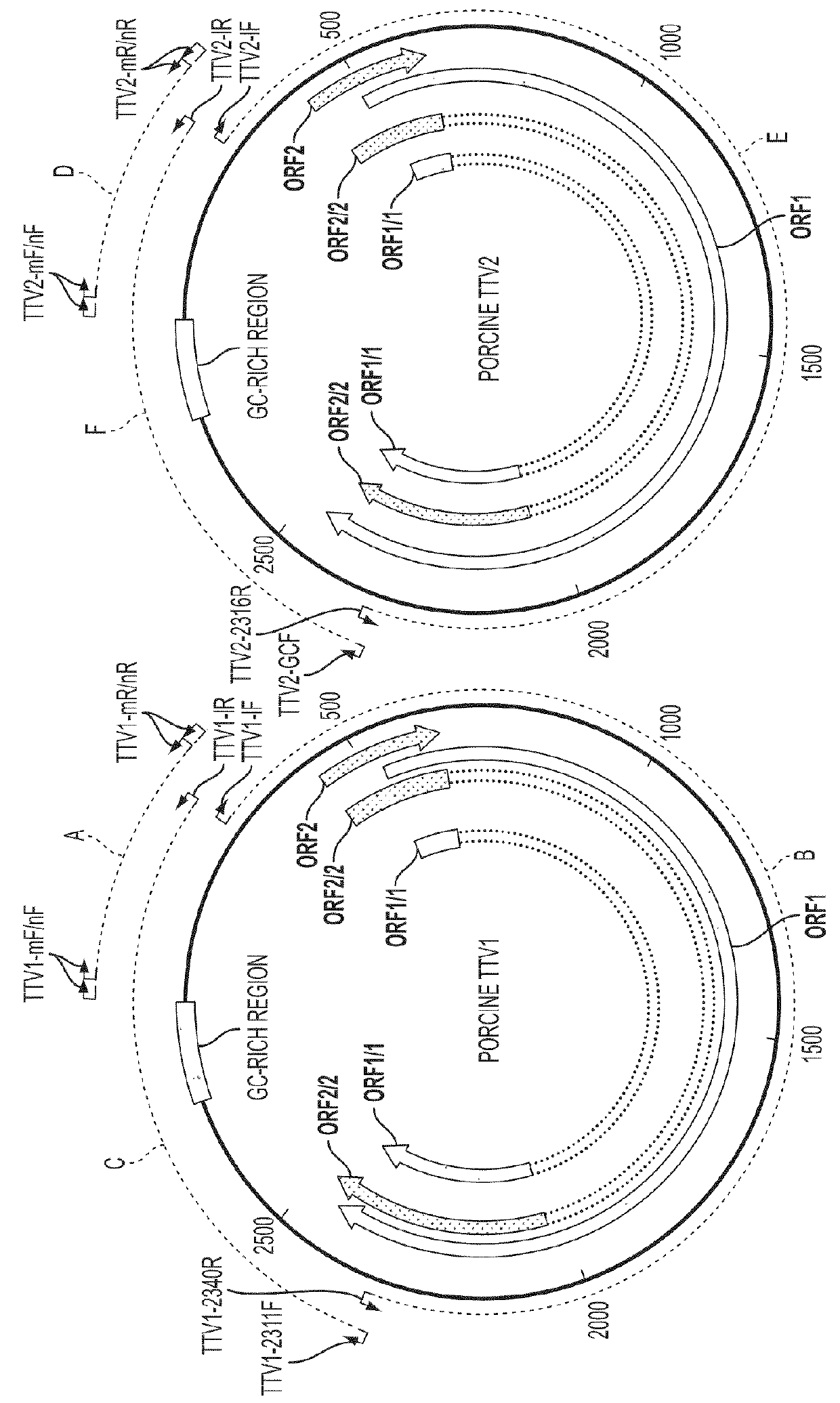 Porcine torque teno virus vaccines and diagnosis