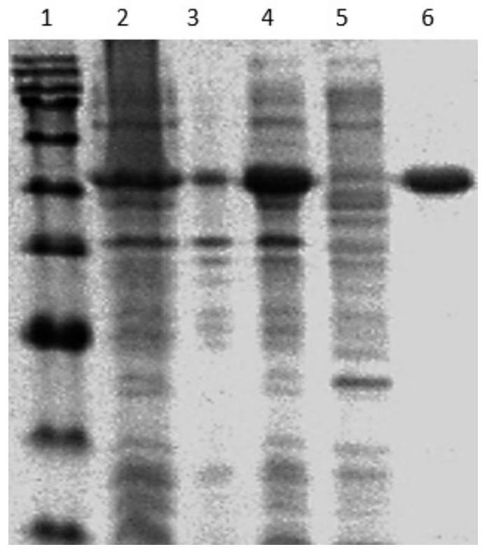 Composition, screening model and screening method for screening anti-tuberculosis drugs