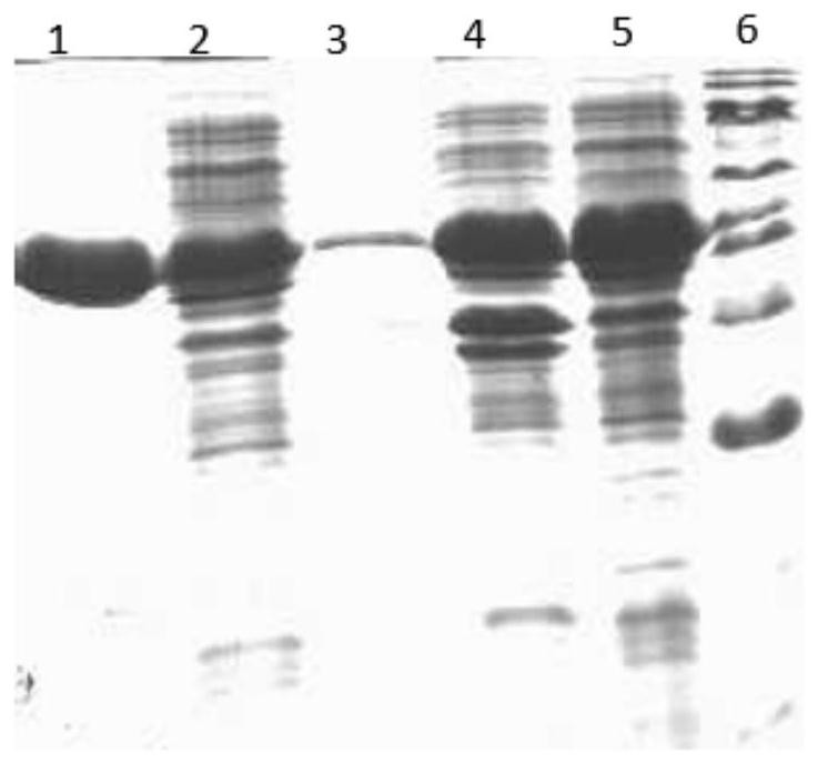 Composition, screening model and screening method for screening anti-tuberculosis drugs