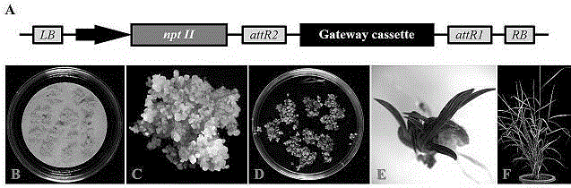 Genetic transformation method for panicum virgatum L.