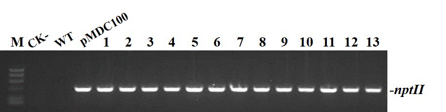 Genetic transformation method for panicum virgatum L.