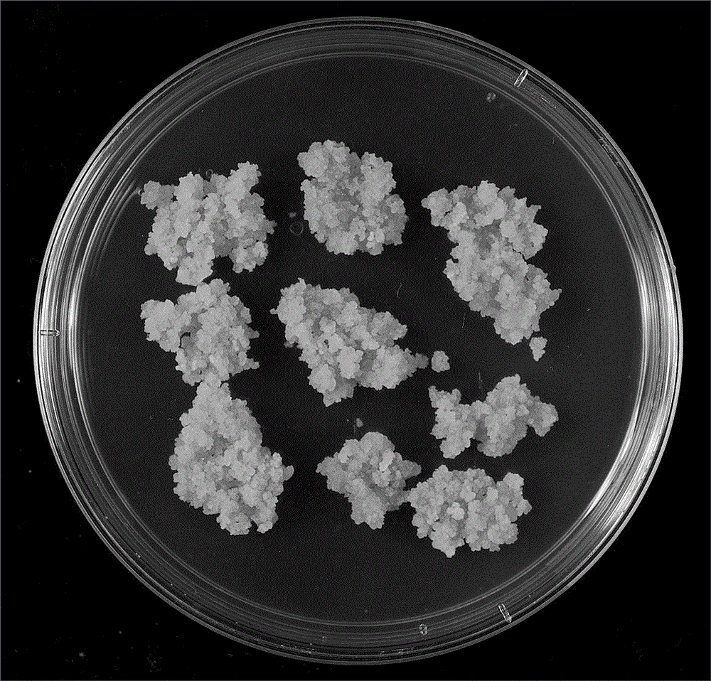 Genetic transformation method for panicum virgatum L.