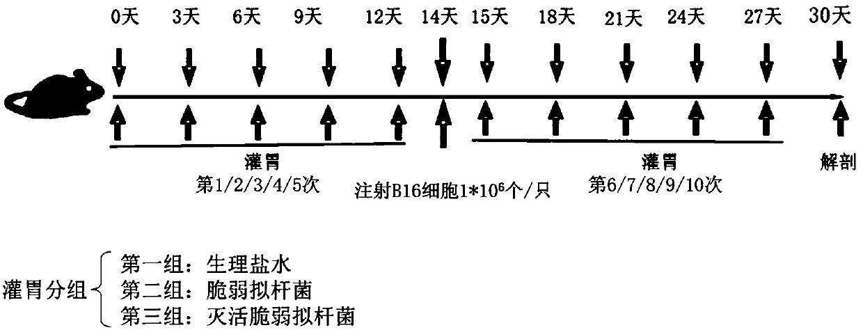 Application of Bacteroides fragilis in preparation of drugs to induce proliferation and/or accumulation of gamma delta T cells