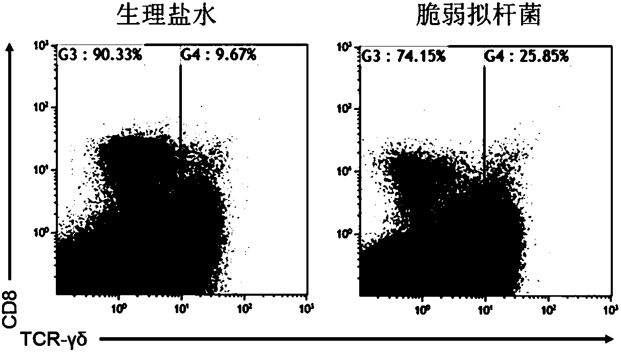 Application of Bacteroides fragilis in preparation of drugs to induce proliferation and/or accumulation of gamma delta T cells