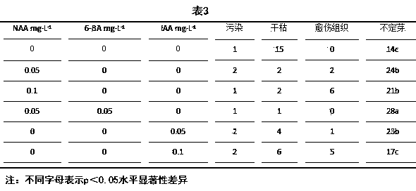 Lycium exsertum tissue culture and rapid propagation method