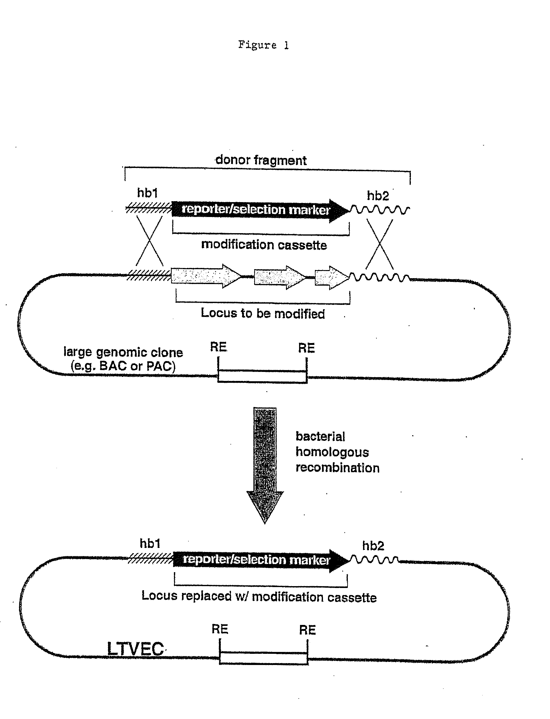 Methods of Modifying Eukaryotic Cells