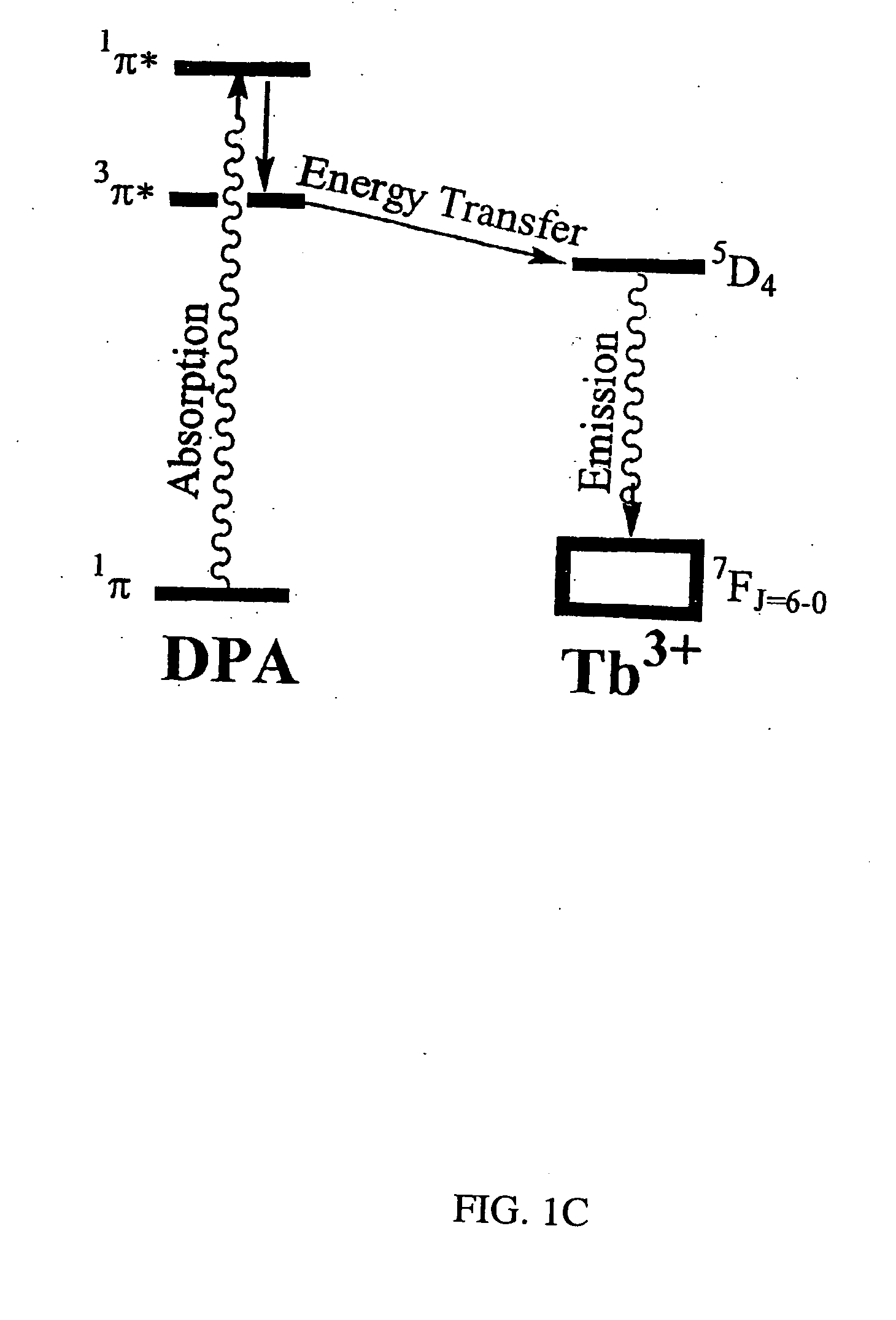 Method and apparatus for detecting and quantifying bacterial spores on a surface