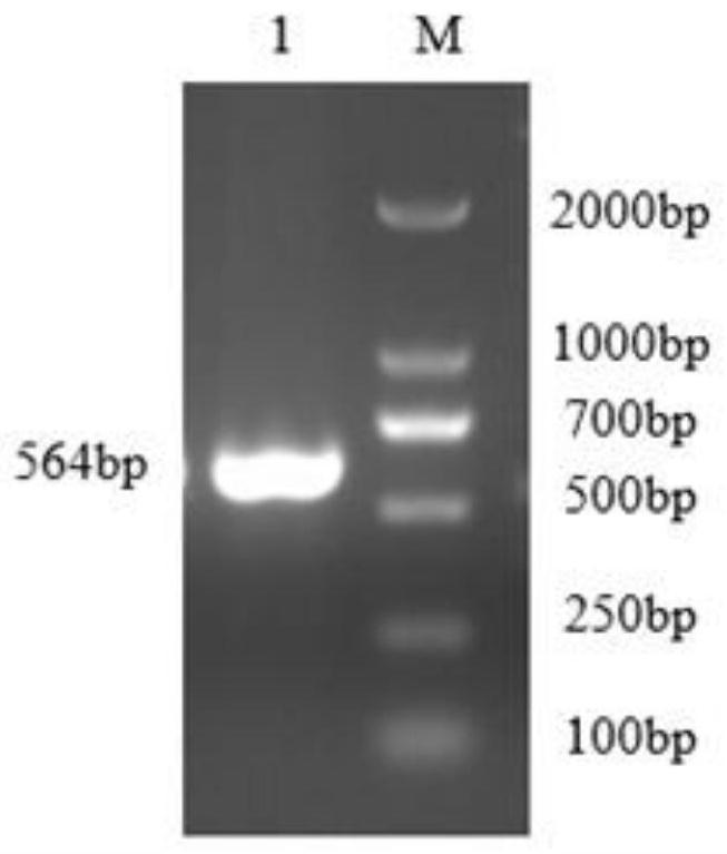 A double fluorescent microsphere immunological detection method for pseudorabies virus ge and gb IgG antibodies