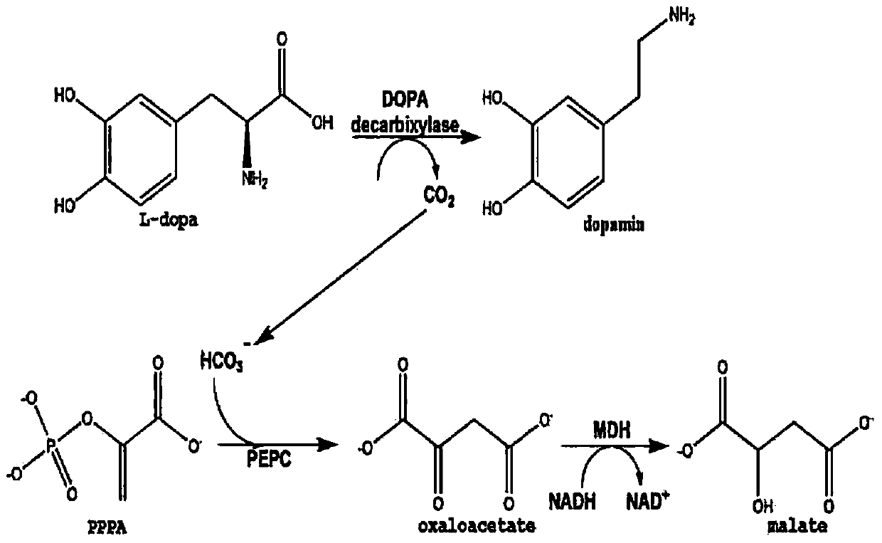 Anti-Parkinson's disease polygala extract and its preparation method and application