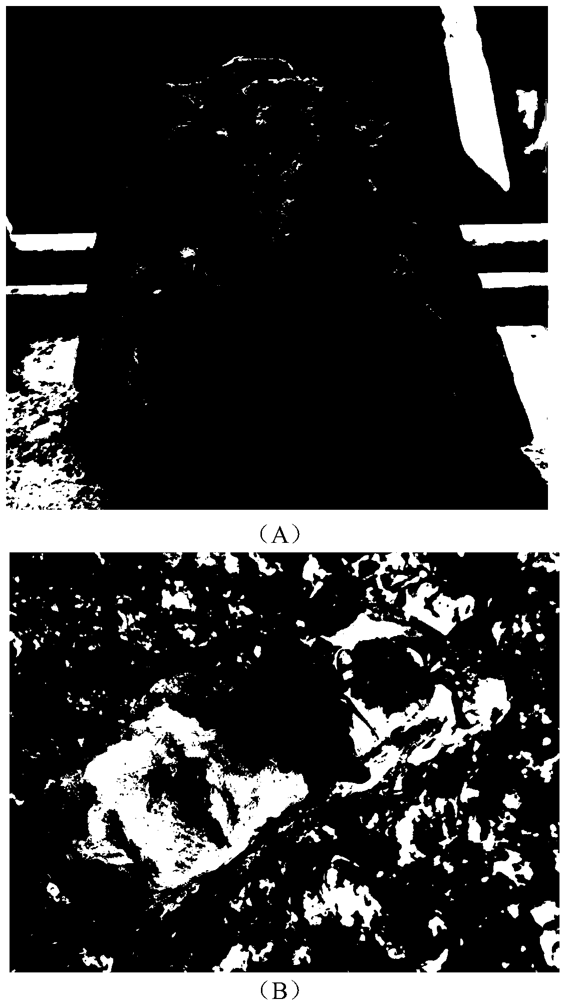 Method for building sargassum bed in artificial riprap shoreline by adopting adhered algal reef