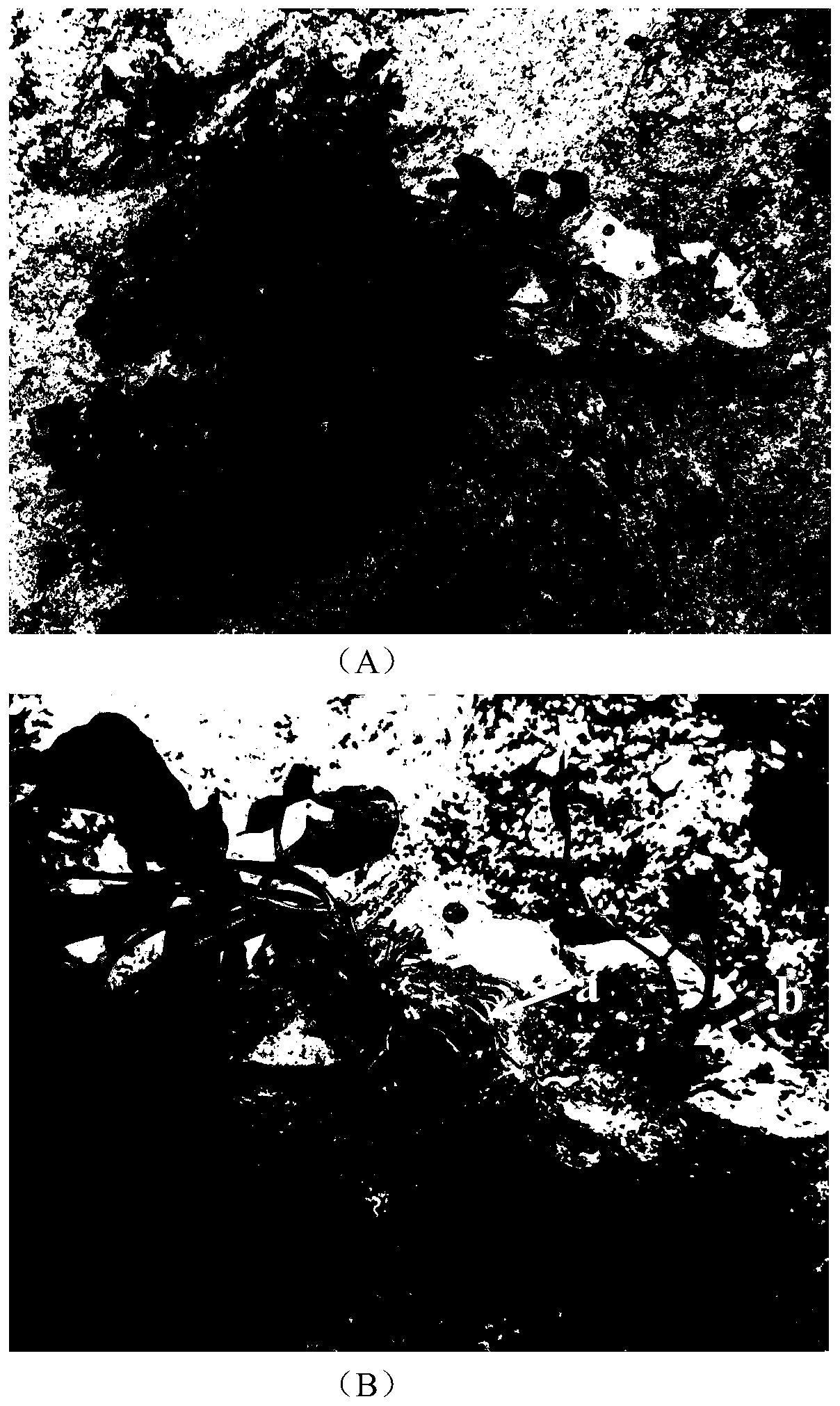 Method for building sargassum bed in artificial riprap shoreline by adopting adhered algal reef