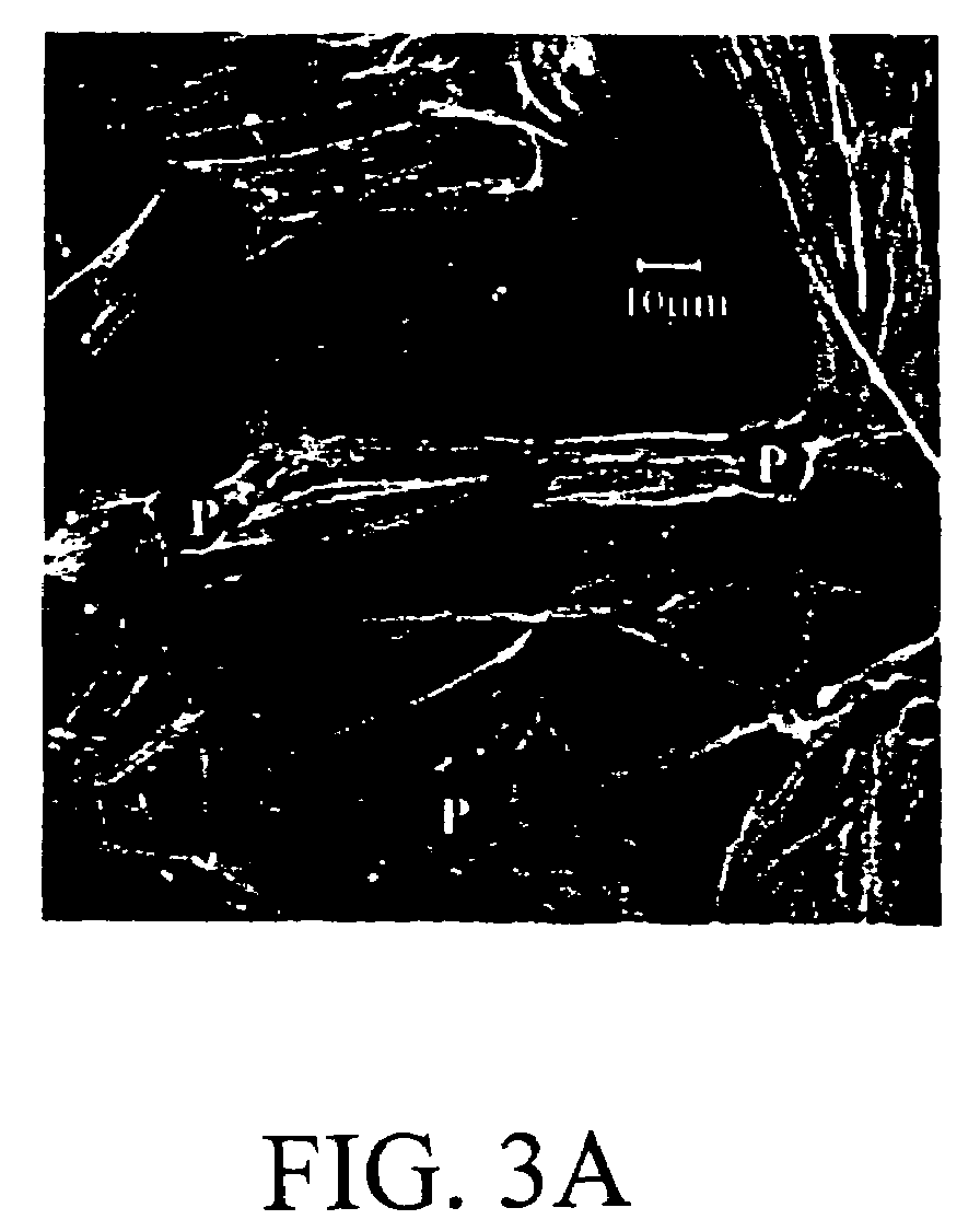 Method of growing stem cells on a membrane containing projections and grooves