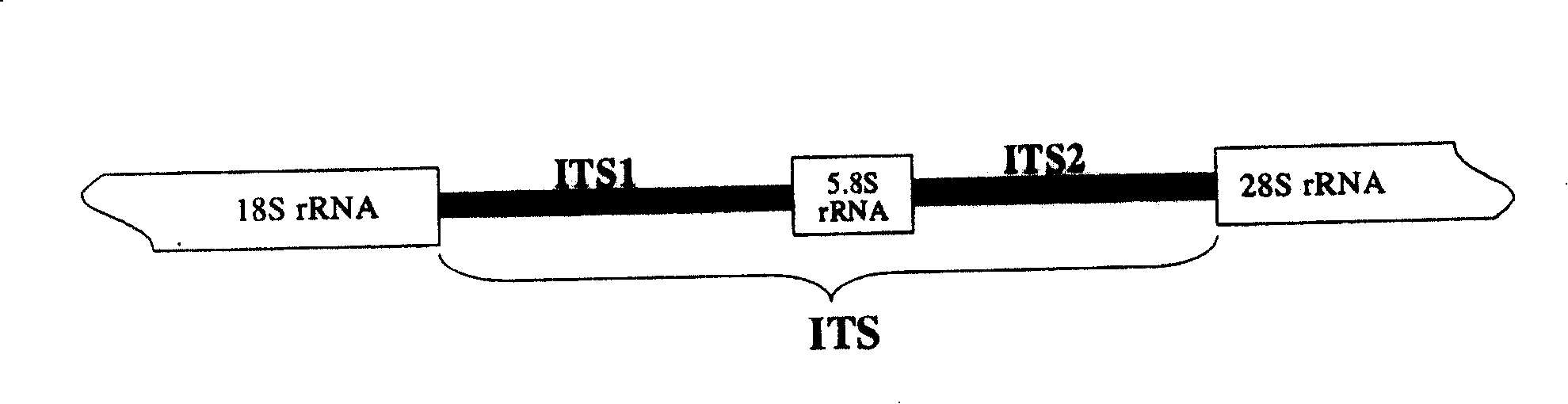 Method of identifying invasion of south American glim ant and its nucleic acid sequence, probe and reagent kit