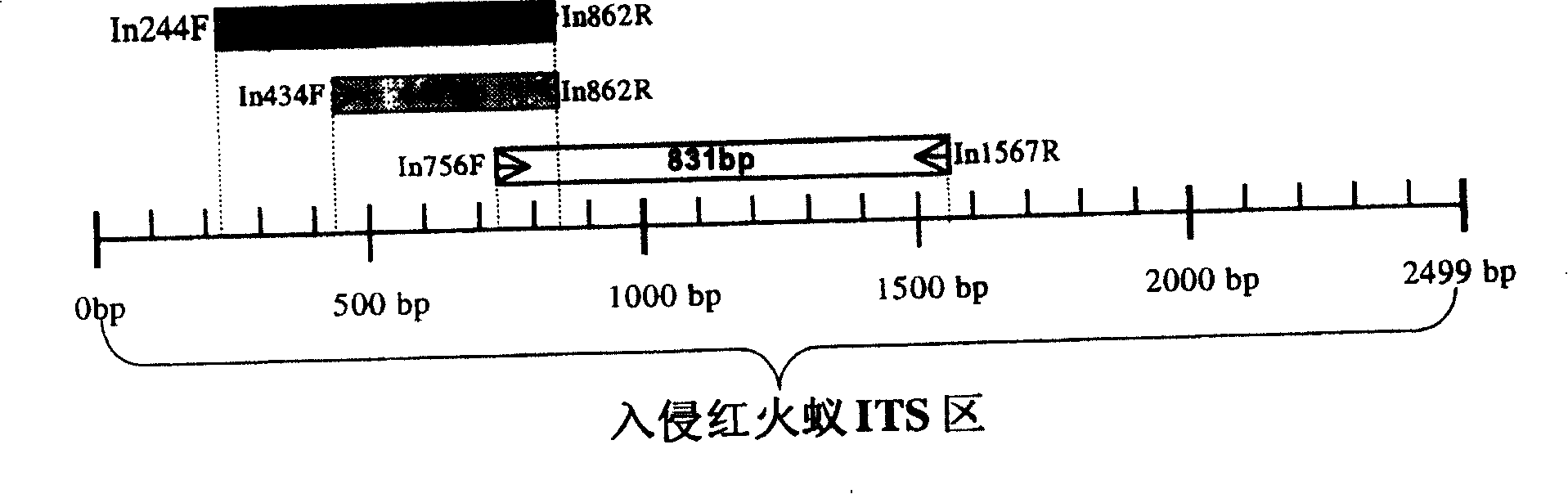 Method of identifying invasion of south American glim ant and its nucleic acid sequence, probe and reagent kit