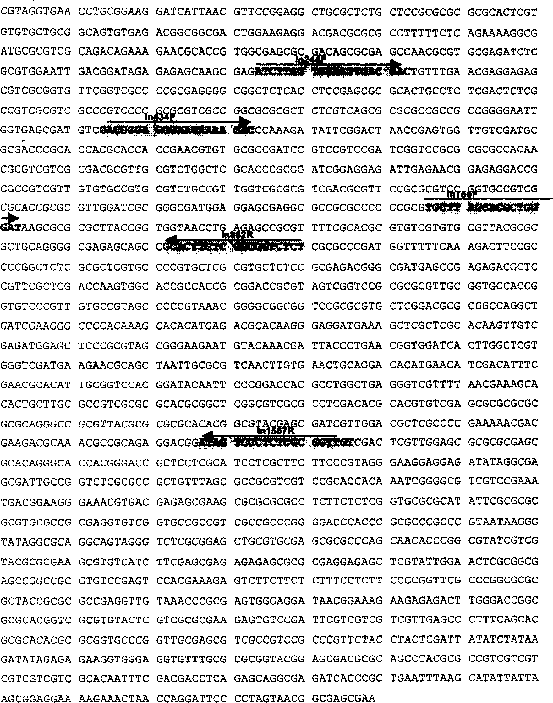 Method of identifying invasion of south American glim ant and its nucleic acid sequence, probe and reagent kit