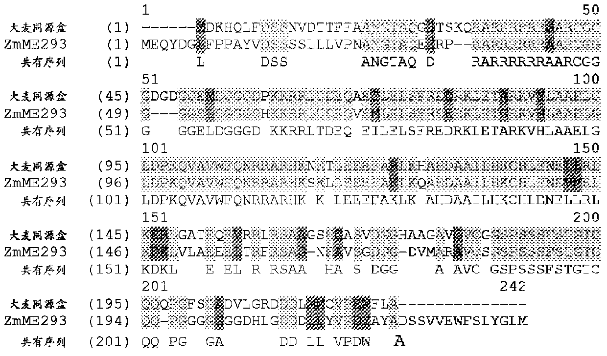 Down-regulation of a homeodomain-leucine zipper i-class homeobox gene for improved plant performance