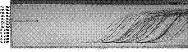 Early stage detection molecular marker of Angiostrongylus cantonensis disease and primer