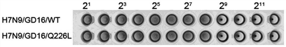 A kind of preparation method of highly pathogenic h7n9 avian influenza virus, vaccine, detection reagent and virus, vaccine