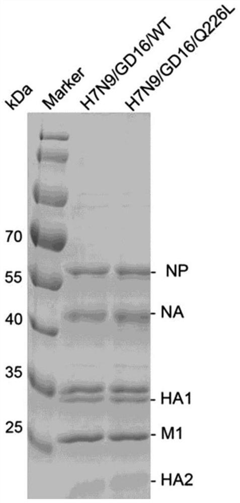 A kind of preparation method of highly pathogenic h7n9 avian influenza virus, vaccine, detection reagent and virus, vaccine