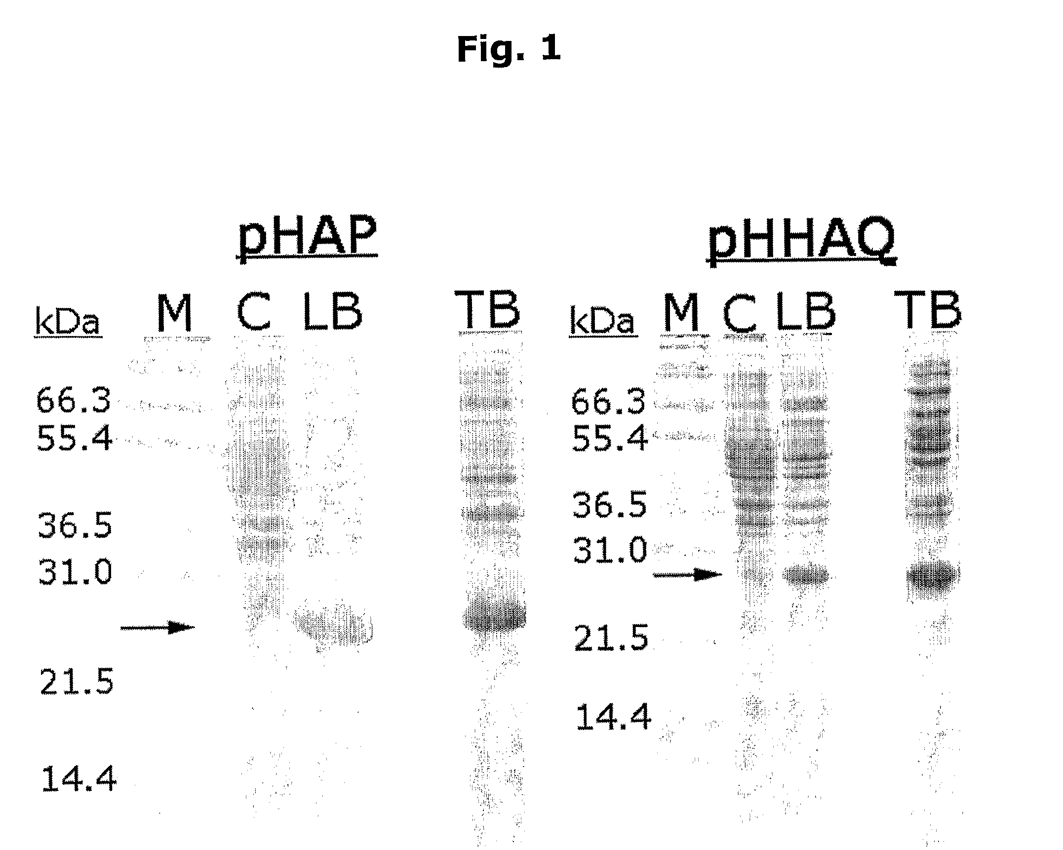 Novel method for protein purification