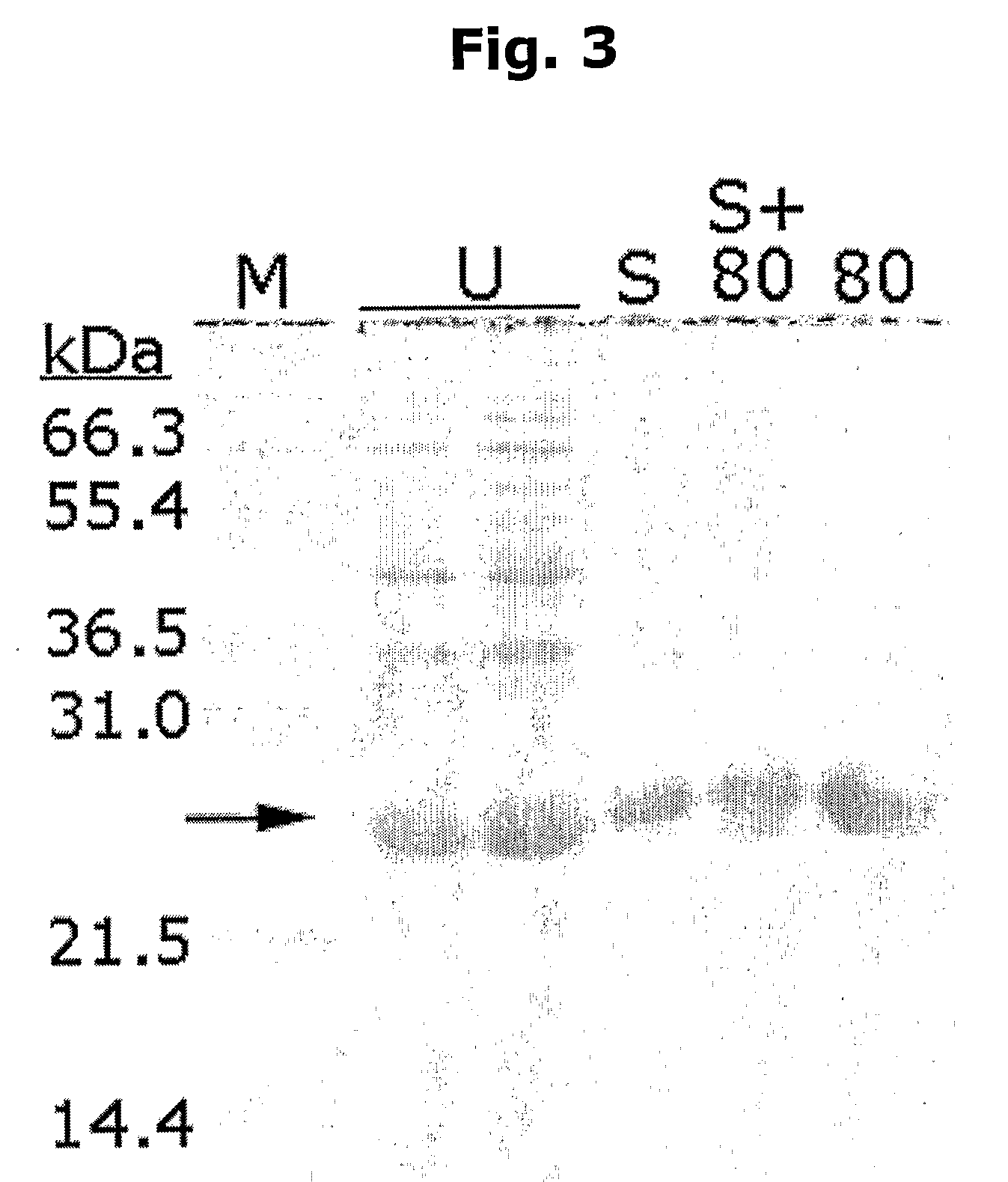 Novel method for protein purification