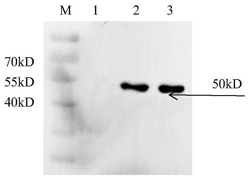 A liposome-encapsulated recombinant veterinary growth-promoting protein and its preparation method and application