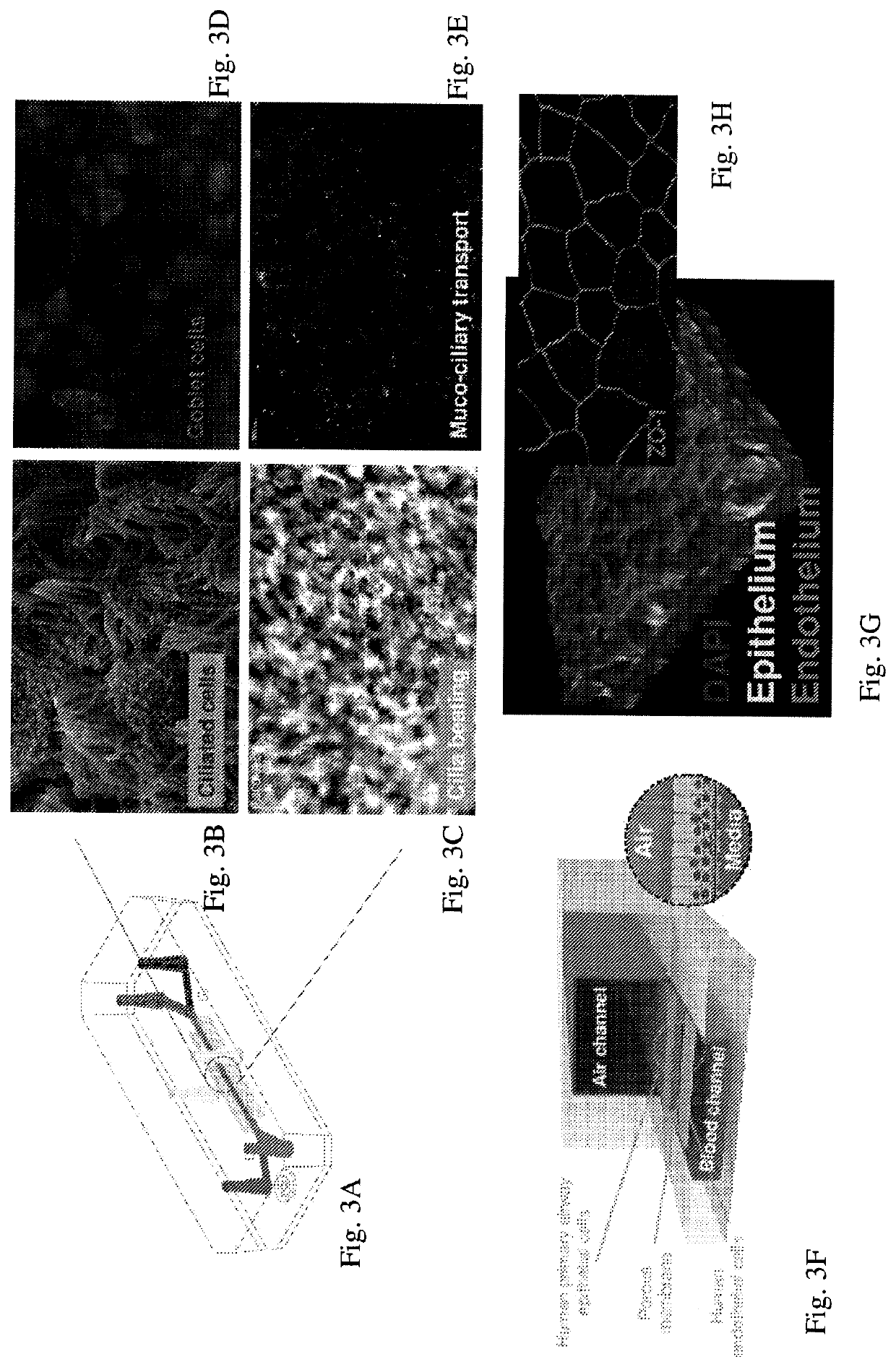 Advanced pulmonary models