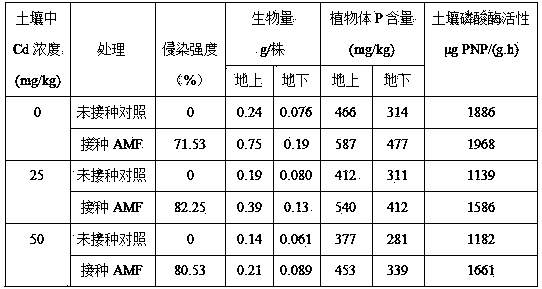 Method of enhancing cadmium absorption of black nightshade from soil by utilization of arbuscular mycorrhizal fungi