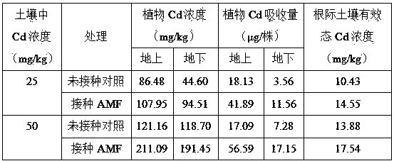 Method of enhancing cadmium absorption of black nightshade from soil by utilization of arbuscular mycorrhizal fungi