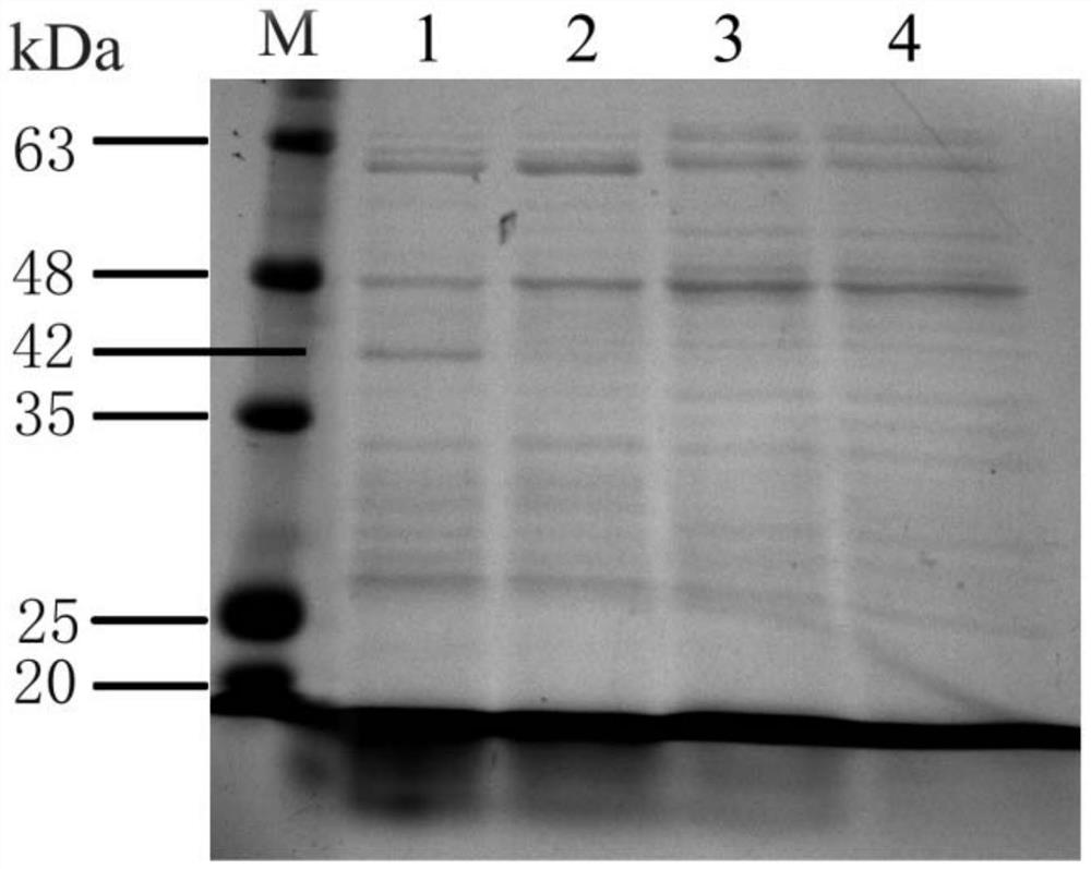 Genetically engineered bacillus amyloliquefaciens effectively preventing gray mold and its preparation method and application