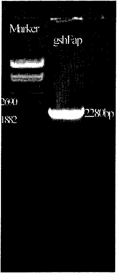 Bifunctional glutathione synthetase and method for producing glutathione by using same