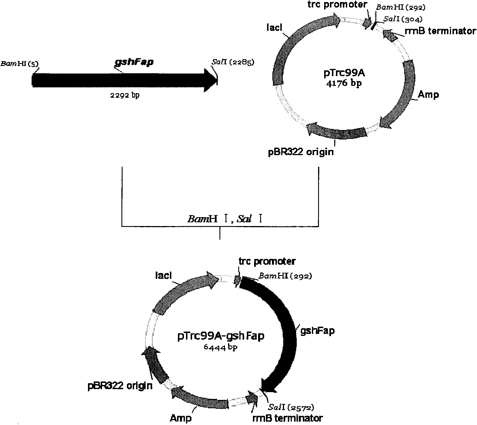 Bifunctional glutathione synthetase and method for producing glutathione by using same