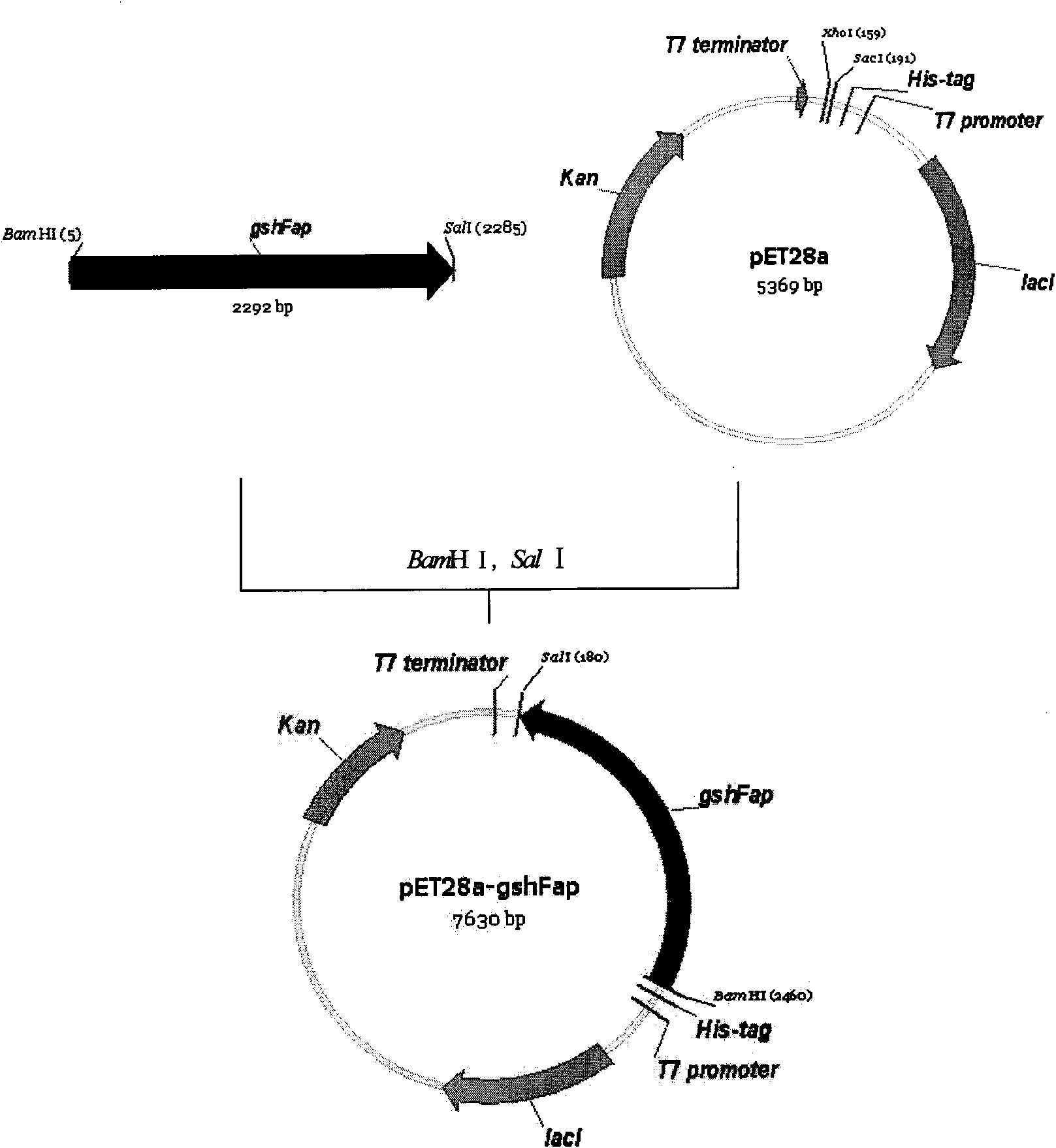 Bifunctional glutathione synthetase and method for producing glutathione by using same