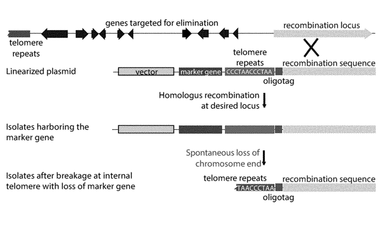 Fungal chromosome-end knockoff strategy