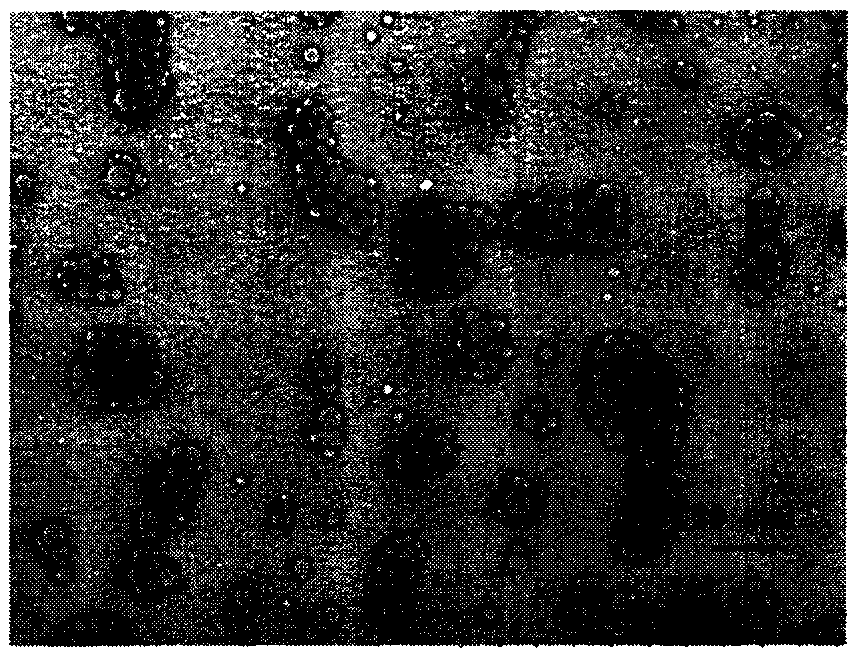 Sunscreen microcapsule taking polyethylene glycol diacrylate and preparation method thereof