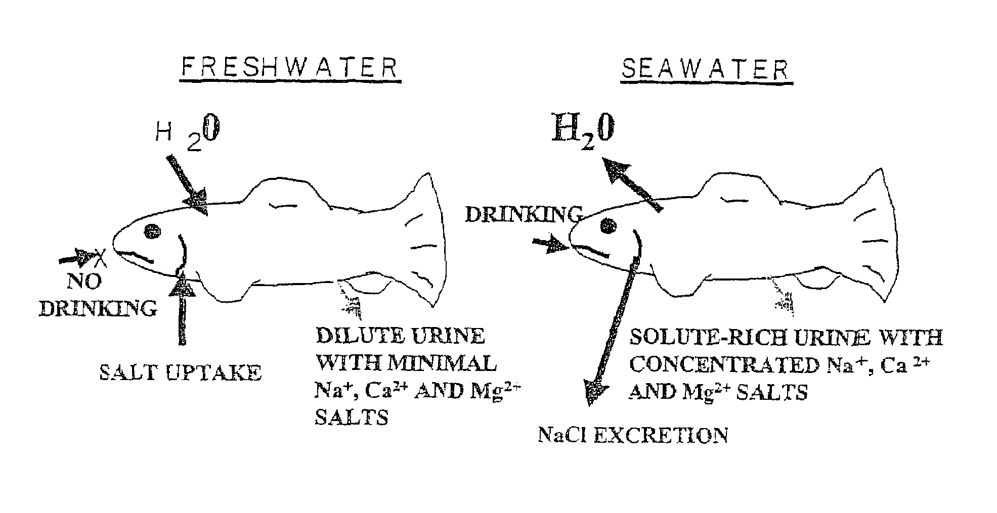 Methods for raising pre-adult anadromous fish