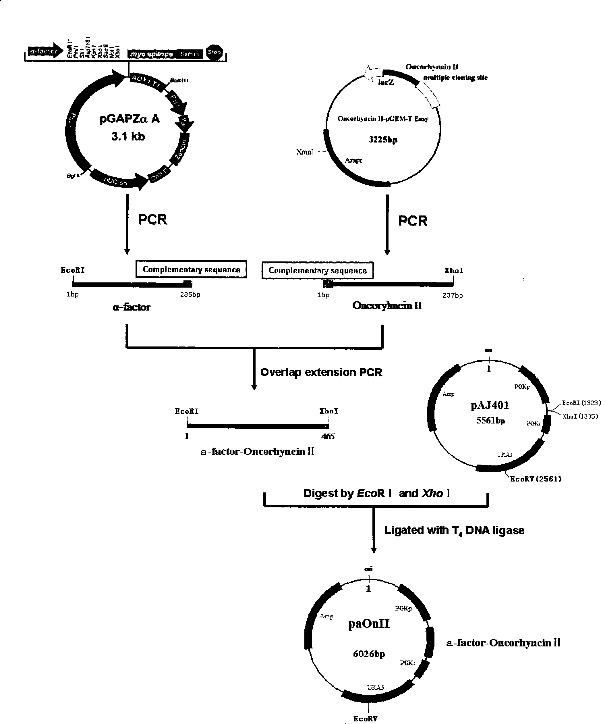 Yeast engineering bacterium for expression recombination of rainbow trout antimicrobial peptide Oncorhyncin II and preparation method thereof