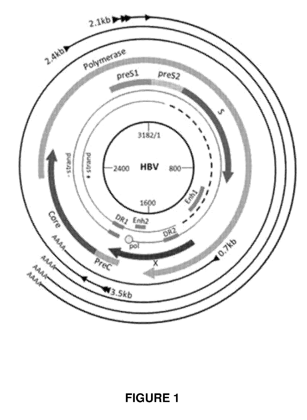 Engineered meganucleases specific for recognition sequences in the hepatitis b virus genome