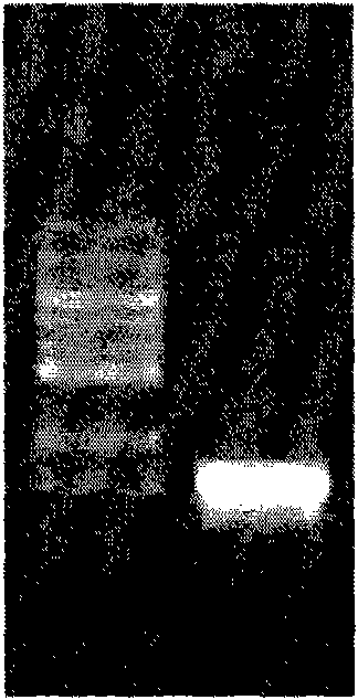 Genes of D-lactic dehydrogenase from serratia marcescens and research of cloning and expressing recombinant strains and recombinant enzymes