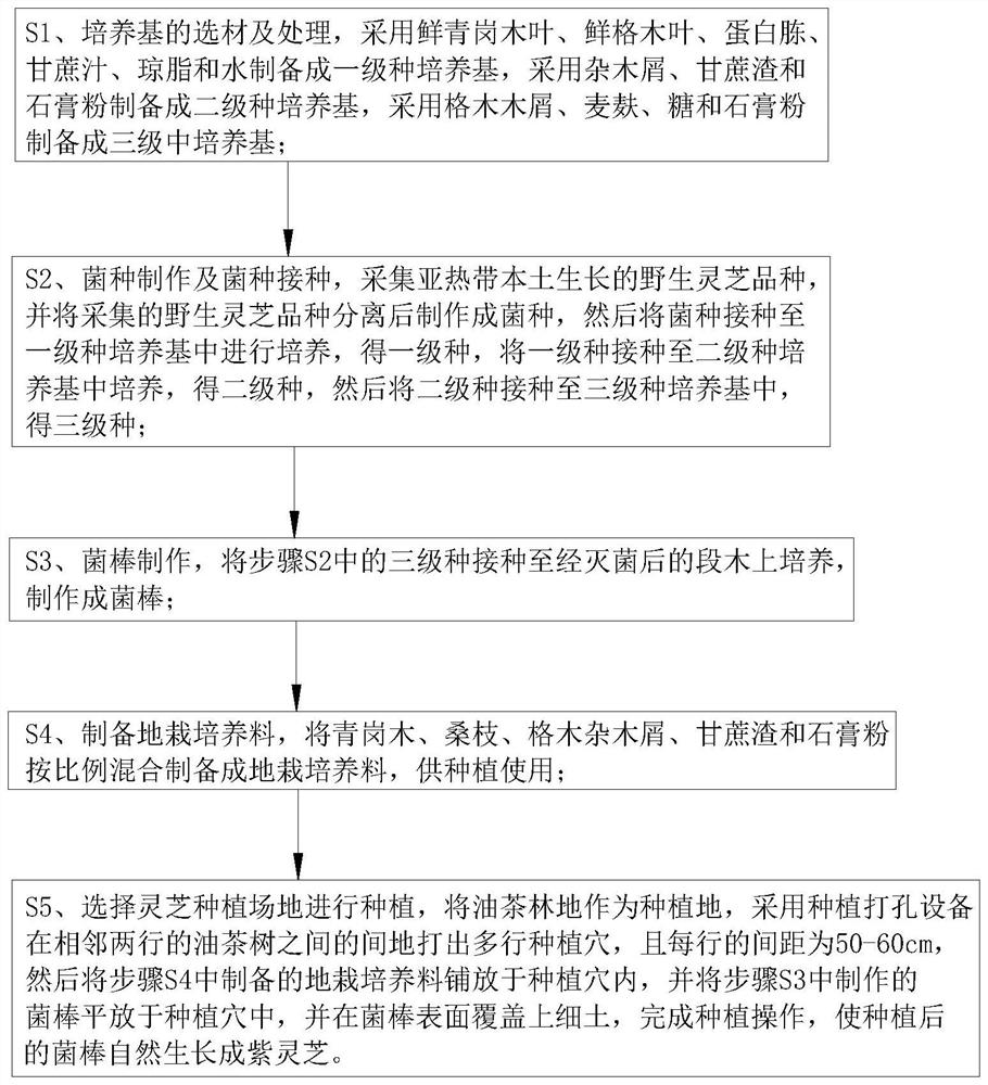 Ecological cultivation method of Guangxi local wild ganoderma sinense