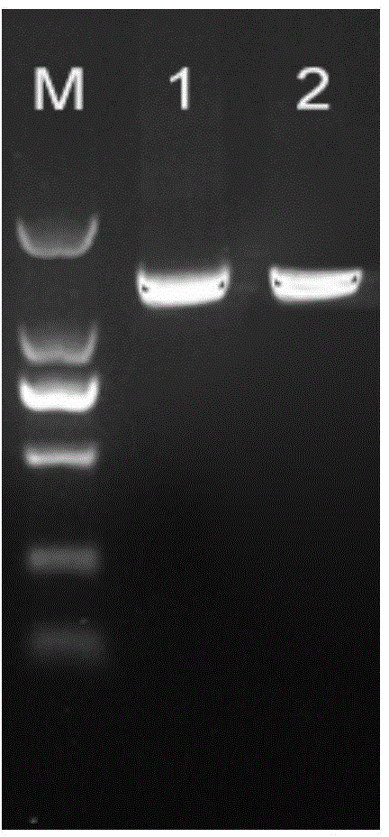 Soybean vernalization gene GmVRN1 and colonizing method and application thereof