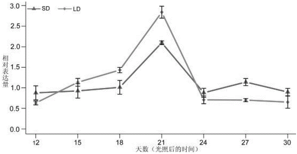 Soybean vernalization gene GmVRN1 and colonizing method and application thereof