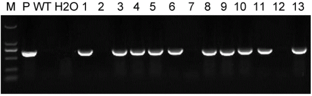 Soybean vernalization gene GmVRN1 and colonizing method and application thereof