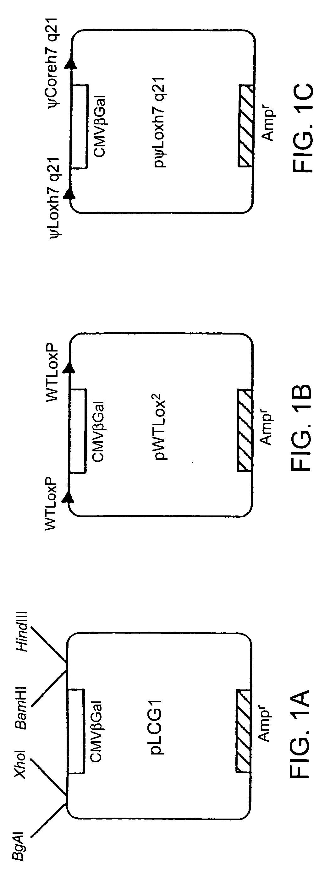 Methods and compositions for genomic modification