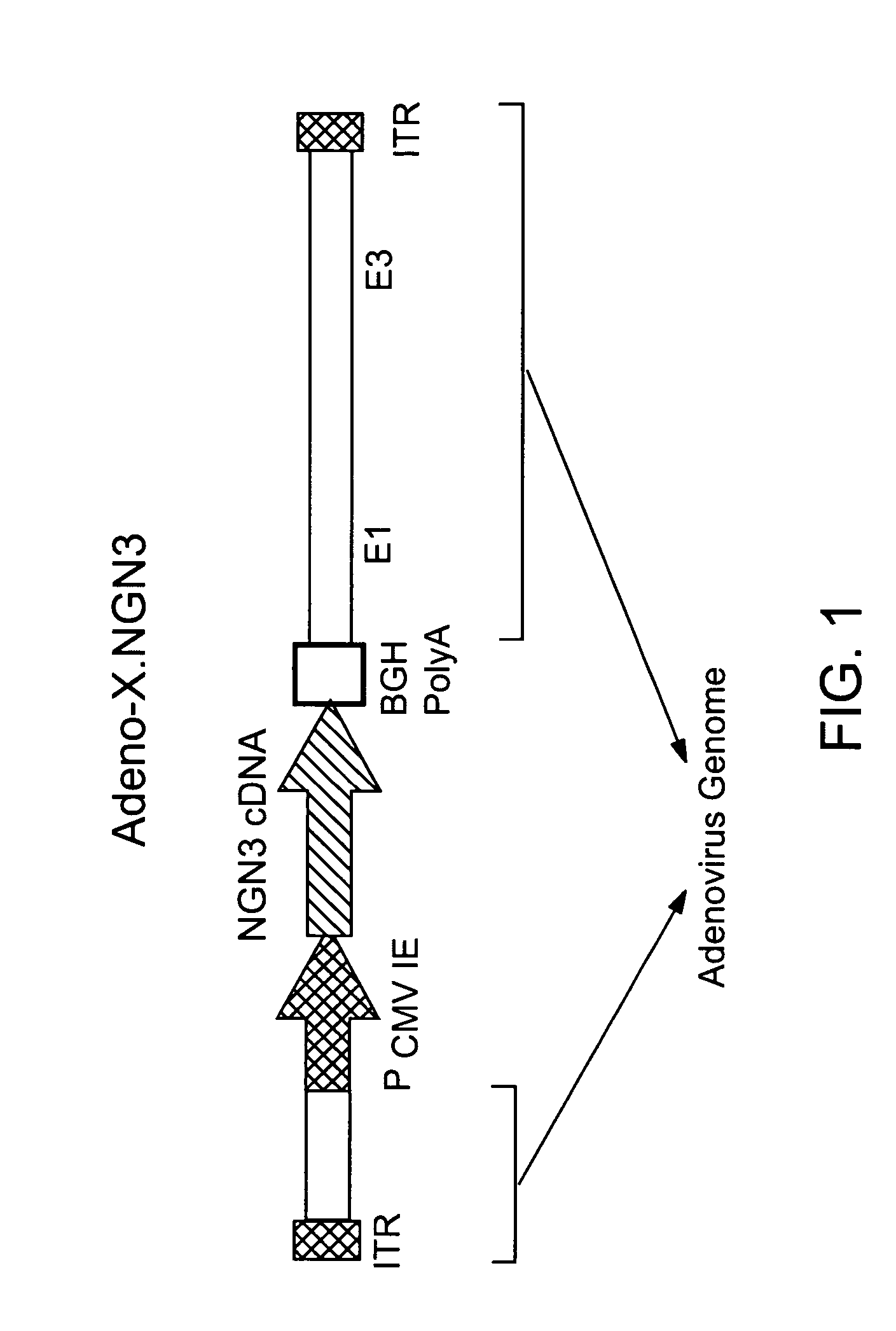 Neurogenin 3 promoter